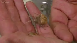 9-year-old girl finds biggest cat-faced spider in Colorado, wins contest