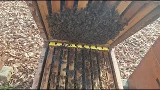Ko sneg skopni, je čas za obisk čebel