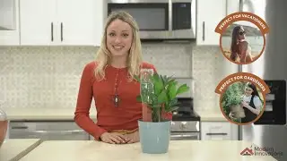 Terracotta Plant Stakes - Self Watering Spikes for Houseplants - Amazon Find - Modern Innovations