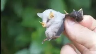 baby white bats