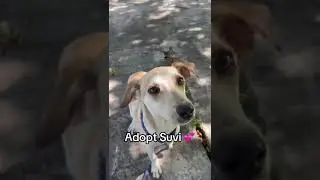 Adoptable Suvi is having a #bratsummer....#shorts #adoptabledog #adoptme #adoptdnotshop