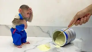 Cubis Monkey worried when causes trouble while looking for milk!