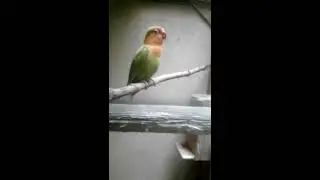 Lovebird  Ngetik Si Janda kembang