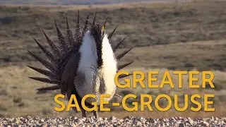 Greater Sage-Grouse: Sagebrush Ambassador