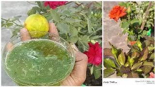 Rocket Ki Tarah Badhega Gulab Ka Paudha ! Bs Paudhe Me Nimbu(Lemon) K Sath 2 Cheezon Ko Dalen 