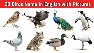 Bird's Name in Hindi and English Language with Pictures|| Pakshiyon ke naam Hindi and English 