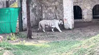 he white tiger at Kamati Bagh, Vadodara, was truly amazing to see.