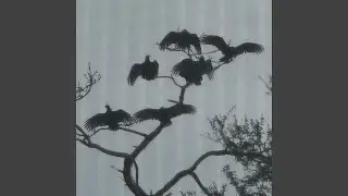 Axis