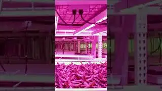 LED grow light for plant factory