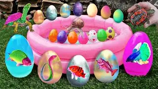 Find shell snails, conch, hermit crabs, crabs, starfish, sea fish, fish, eels, sea urchins #22