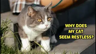 Why Is My Cat Suddenly Restless?