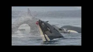 History of Orca Survey - Ken Balcomb