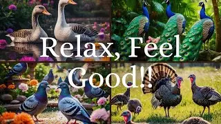 Relaxation Music With Glamorous Visuals That Keeps You Calm.