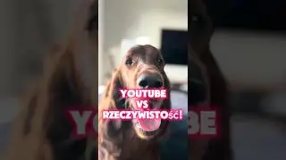 YouTube vs Rzeczywistość z psem! 🤷&zwj;♀️ Też tak masz?