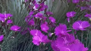 Cheddar pink - Welcome to Nature colors