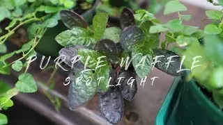 Plant Parenthood Video Series: Purple Waffle Spotlight