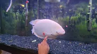 Big Charlie the Giant Gourami eating his dinner! #aquarium #150g