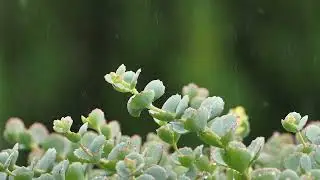 October Daphne / Sedun / Hylotelephium sieboldii - LoFi