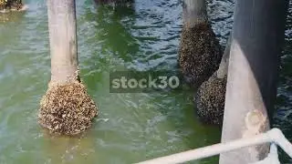 Barnacles Attached To Supporting Pillars Of Santa Monica Pier, Los Angeles, California, USA