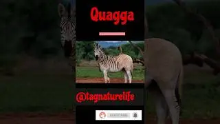 Know about QUAGGA#shortsvideo