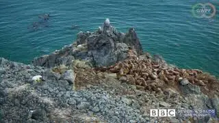 New footage reveals Netflix faked walrus climate deaths
