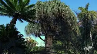 The Fairchild Cycad Collection