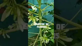 How To Recognise Male Papaya Tree #shorts