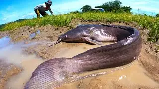 awesome fishing! catch a lot of fish under straw at rice field by best hand