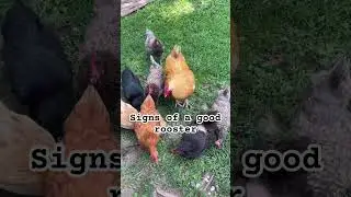 Signs of a good rooster. #chickens #hen #chickenfarming #shortsvideo #chicken #backyardchickens