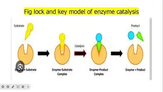 Enzymatic catalysis/CHEM201/ Photochemistry and catalysis/ B.Sc. Iv