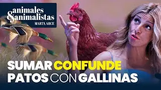 Sumar confunde patos con gallinas