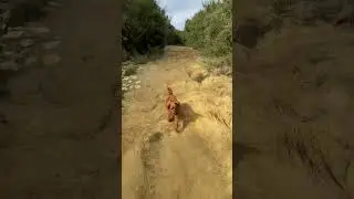 RUNNING #cavoodle #cavapoo #dog #dogshorts