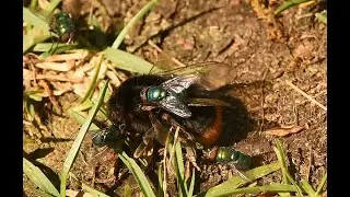 Vleesvliegen Lucilia caesar, aangetrokken door stervende steenhommel Bombus lapidarius