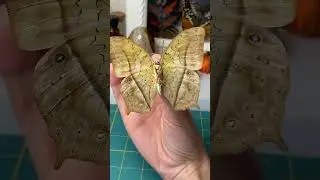 Preserving a dead Forest Pearl Charaxes #butterfly #entomology #insects #responsiblysourced