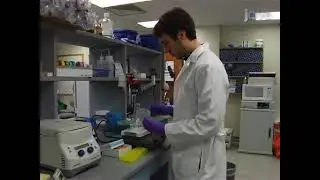 Renal epithelial regeneration through laser ablation techniques on the pronephros of zebrafish