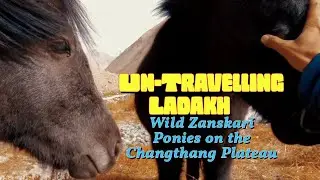 aDay@theOffice : Wild Zanskari Ponies on the Changthang Plateau in Ladakh