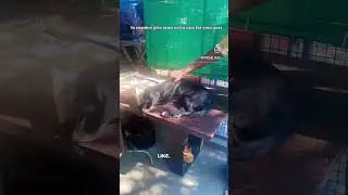 #savepets #pets #dog