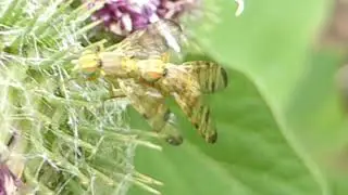 Mating - Yellow Dung Flies  - Scathophaga stercoraria - Sk&iacute;taflugur - Mykjuflugur - Skord&yacute;r - M&ouml;kun