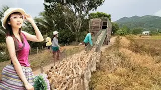 Close-up of flocks of ducks moving continuously in the fields
