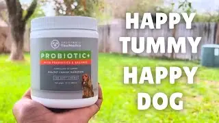Struggling with Dog Digestion Issues? PawMedica's Probiotic Chews Hold the Answer!