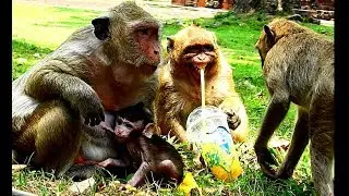 Pity baby monkey Sweet pea cry very loudly, Why Dee Dee do like this on baby Sweet pea? Baby angry