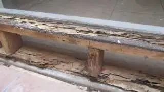 Drywood and Subterranean Termites in Southern California
