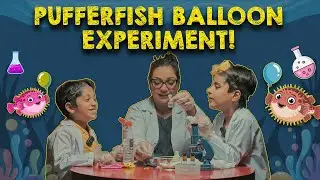 🎈 Pufferfish Balloon Science Experiment! | Fun Learning with Chotu Pakistan 🐡👧👦