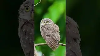 Wildlife Photography Vs Spotted owlet | Wildlife Photography | Bird Photography | #camera #vairal |