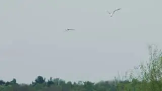 A Rainy Day at RSPB Black Devon Wetlands