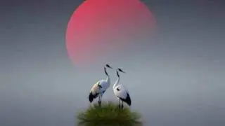 গাছের পাতা ঝইরা পরে তোমার কথা মনে পরে ❤️❤️❤️
