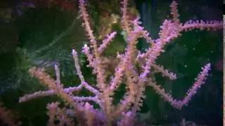 Gorgonia coral feeding response