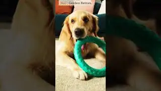 evergreen dog breeds