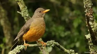 Olive Thrush singing and mimicking some local garden birds