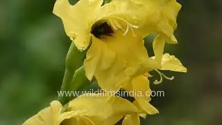 Yellow gladiolus blooming in Himalayan foothill garden close-up